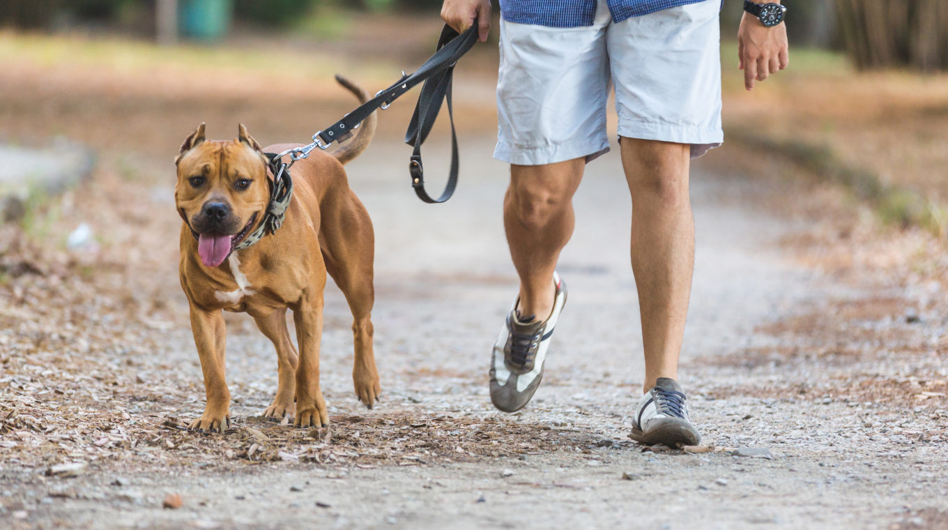 walking dog